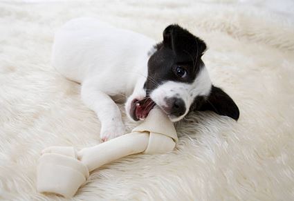 Importance of Dental Care for Dogs